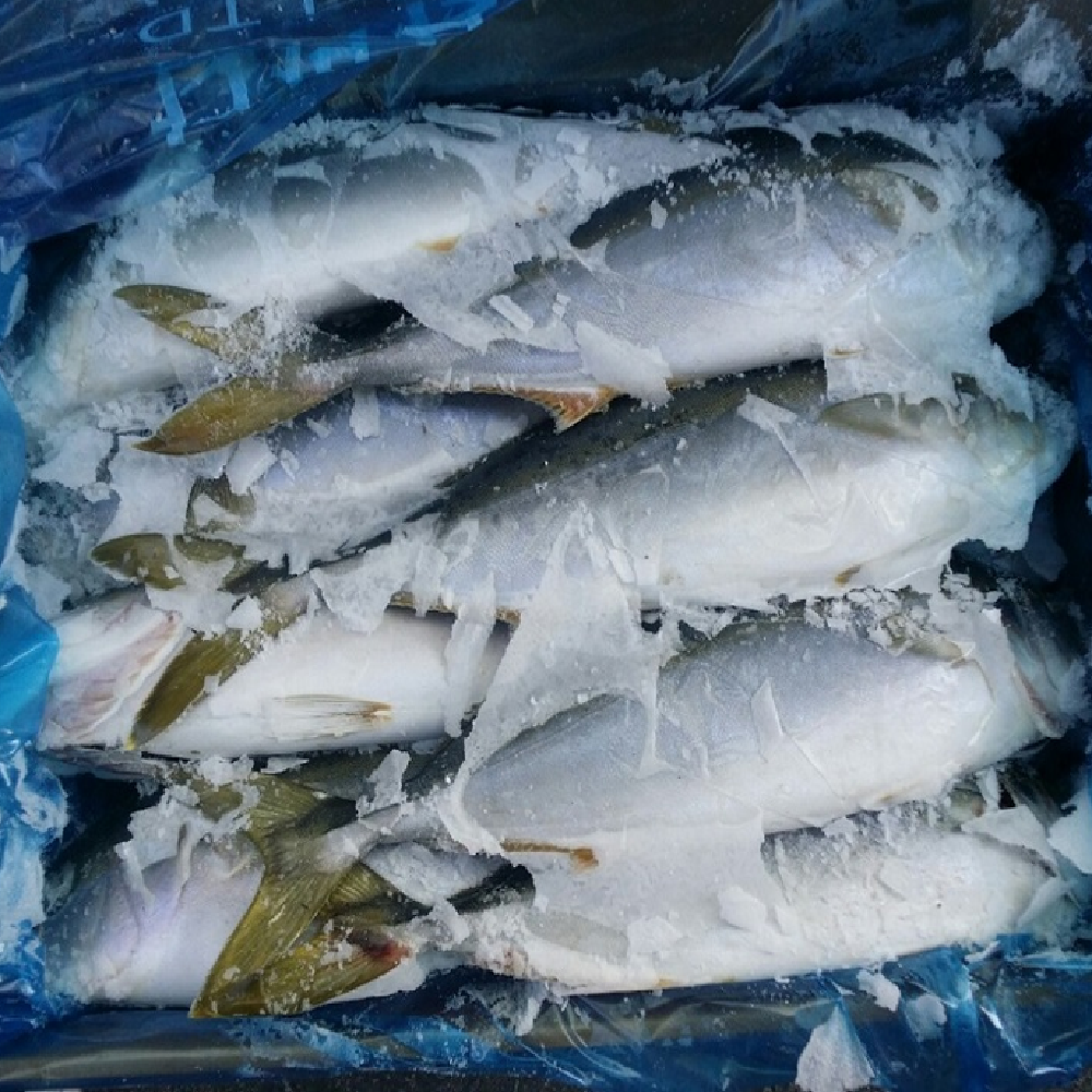 Yellow Tail