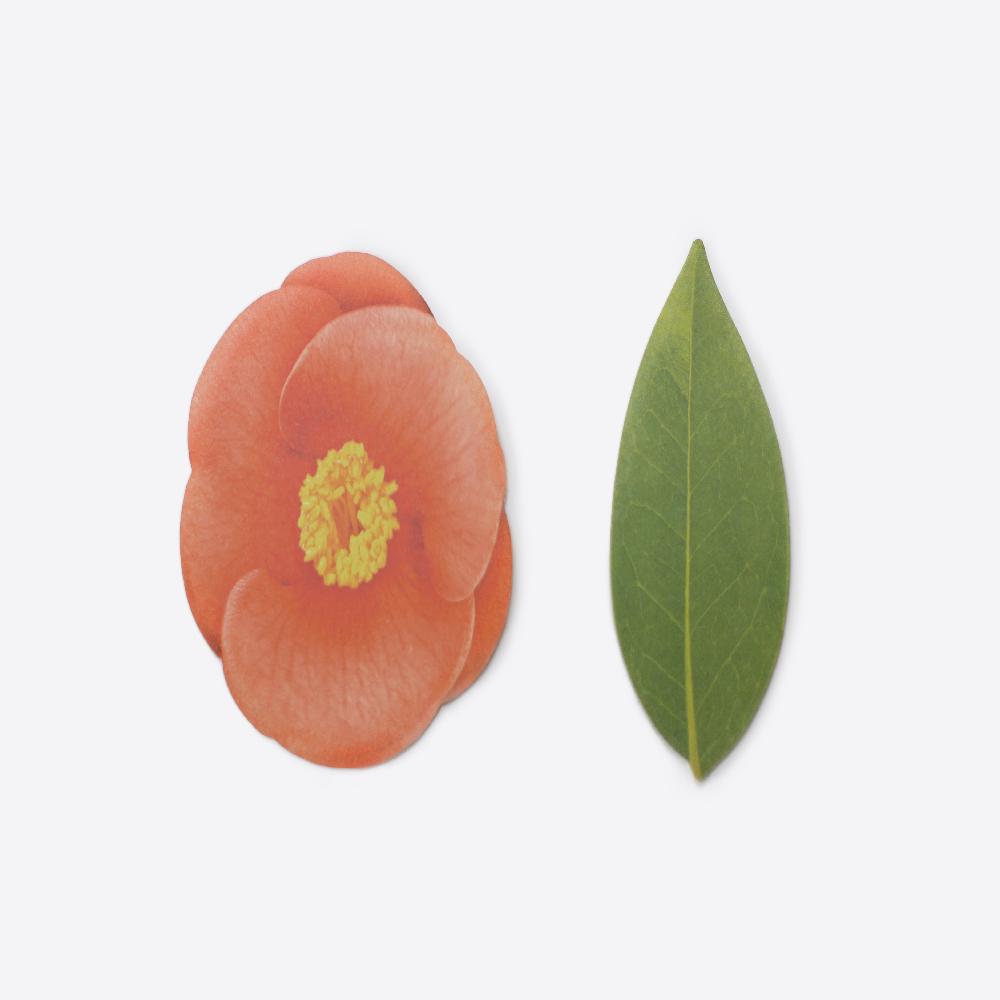 Sticky Leaf - Camellia