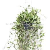 Great Houseplants " Hoya lacunosa " by Joinflower Joinfolia