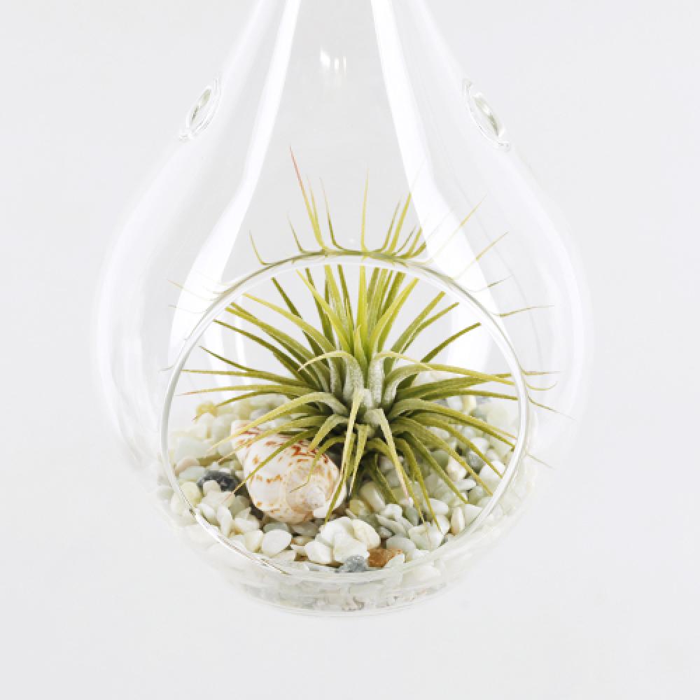 Tillandsia Air Plants Hanging Teardrop glass Ionantha set by Joinflower Joinfolia