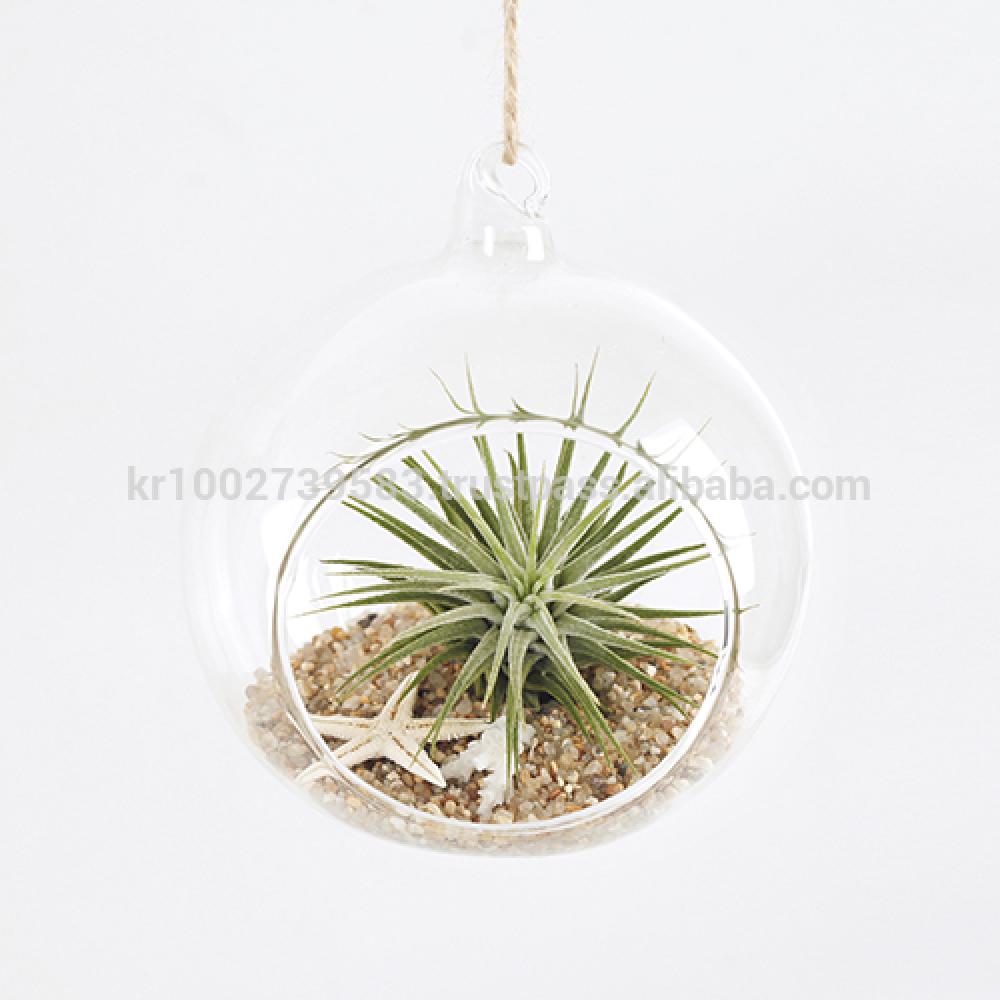 Air Plants Tillandsia DIY Terrarium Kit " Ionantha Mini Beach " by Joinflower Joinfolia