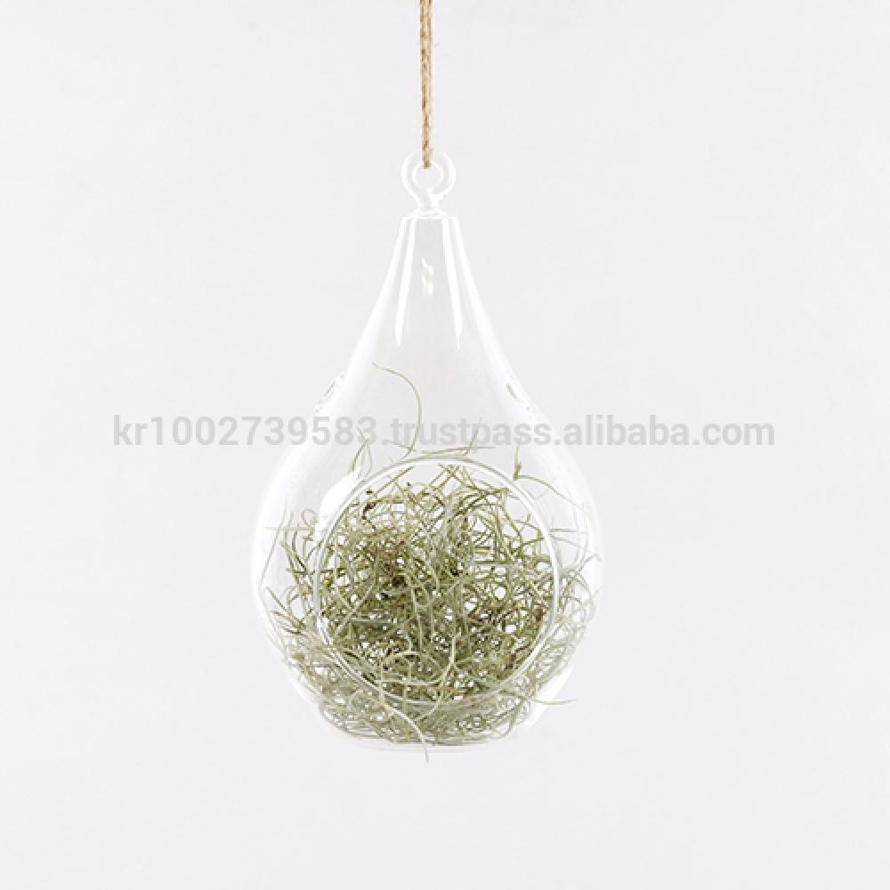 Beautiful Air Plants Hanging Terrarium Set " Spanish Moss " Joinflower Joinfolia