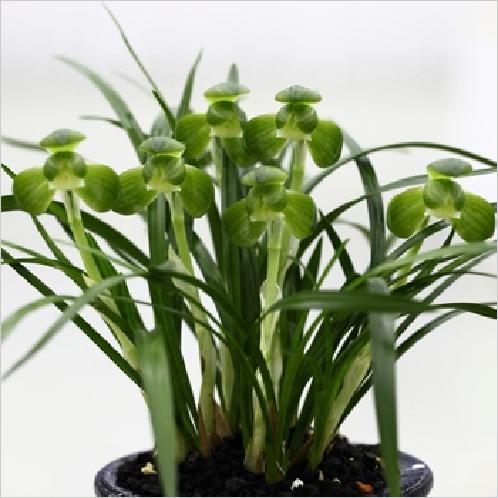 China Oriental Orchids | orchids,gungi,nogun,daebugwi,seosinmae,chwigae songmae,hwanguhwajeong,gangsanso,jeongmae,namyangmae,choemae