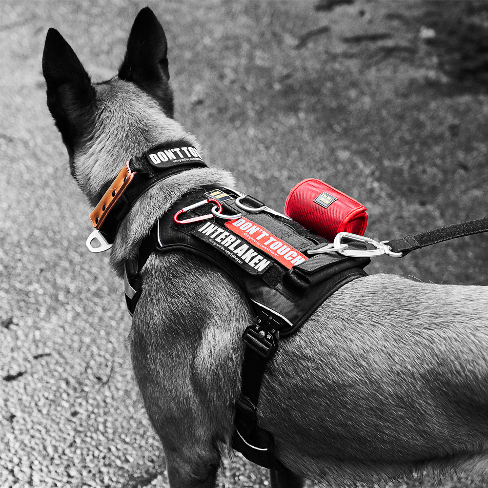 The Comfort Collar, Soft Cowhide Padded Dog Collar for All Breeds, Reflective Velcro Patch