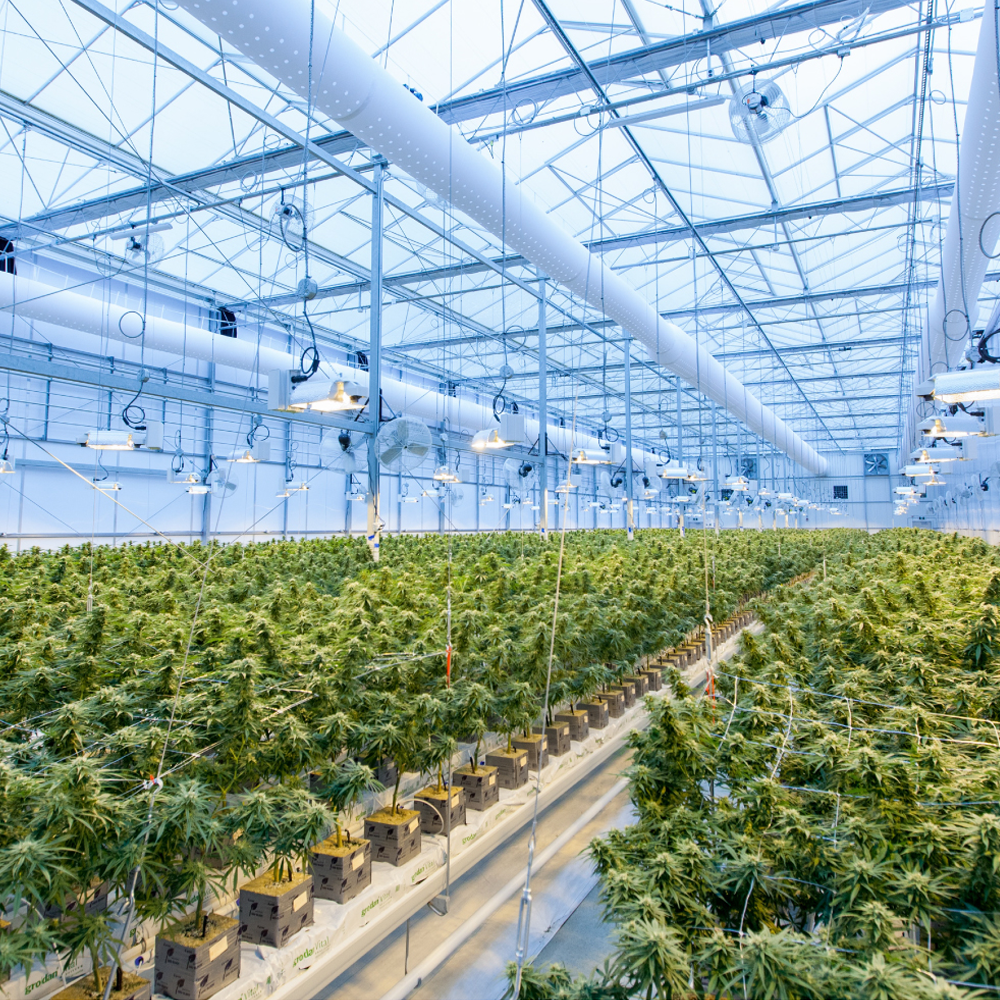 Drip irrigation Tubing Hole Punch Tool